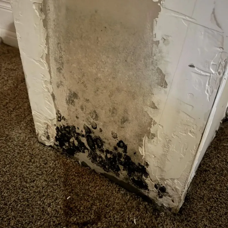 Professional Mold Removal in Ellwood City, PA